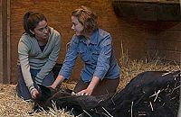 American Black Beauty [DVD], 1