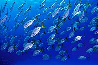 Abenteuer Korallenriff - Die Unterwasserwelt Ägyptens [Blu-ray 3D], 8