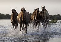 Wildes Arabien [Blu-ray], 2