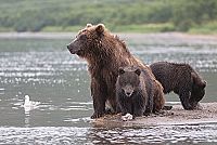 Im Land der Bären [Blu-ray], 4