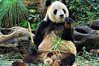 Der grosse Panda [DVD], 5