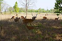 Indien - Auf den Spuren des Tigers [DVD], 5