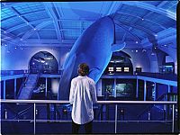 Zeit des Erwachens - Der Tintenfisch und der Wal [DVD], 9