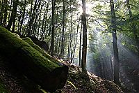 Das grüne Wunder - Unser Wald [Blu-ray], 4