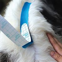 Kinesiologie Taping für Hunde, 5