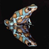 Frösche in Gefahr - Thin Green Line [Blu-ray 3D], 2