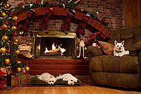 Die drei Hundketiere retten Weihnachten [Blu-ray], 3