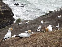 Neuseeland 3D - Das vergessene Paradies [Blu-ray], 4