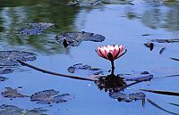 Die Weisheit des Buddhismus Tag für Tag, 4