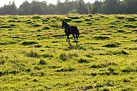 Midnight Stallion - Der König der Pferde [DVD], 6