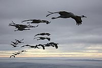 Unsere Wildnis [Blu-ray], 2