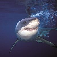 Haie hautnah [Blu-ray], 8