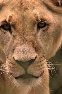 Die grosse Enzyklopädie unserer Erde - Nord- und Südamerika  [Blu-ray 3D], 4