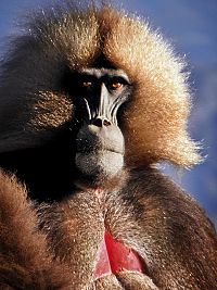 Nature [Blu-ray 3D], 6