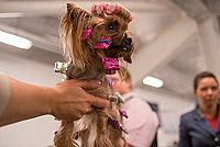 Show Dogs [Blu-ray], 7