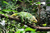 Wildes Madagaskar - Die Insel der Lemuren  [Blu-ray], 5