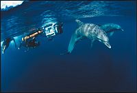 Ocean Men - Kampf in der Tiefe - IMAX [Blu-ray], 6