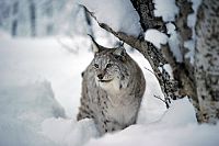 Wildes Skandinavien [Blu-ray], 5