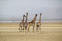 African Safari [Blu-ray], 5