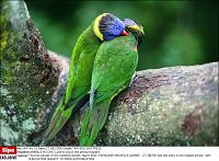 Animals in Love - Tierisch verliebt [Blu-ray], 6