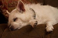 Die drei Hundketiere retten Weihnachten [DVD], 3