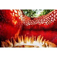 Unser grüner Planet [DVD], 4