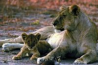 Im Königreich der Raubkatzen - Cats of Prey [DVD], 3