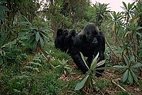 National Geographic - Königreich der Affen [DVD], 1