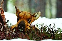 Ailos Reise [Blu-ray], 6