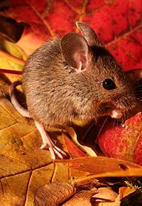 Das grüne Wunder - Unser Wald [Blu-ray], 2