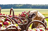 Bande de canailles  [DVD], 2