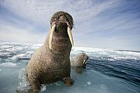 Königreich Arktis [DVD], 2