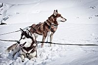 Der Husky Mann [Blu-ray 3D], 6