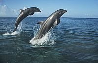 Die Könige der Ozeane [DVD], 5