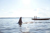 Shark Night [Blu-ray 3D], 8