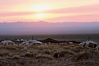 Die Geschichte vom weinenden Kamel [DVD], 4