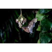 Unser grüner Planet [DVD], 5