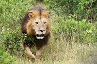 Wundervolles Afrika [Blu-ray 3D], 5