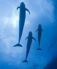 Unsere Ozeane [Blu-ray], 3