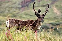 Alaska - Spirit Of The Wild IMAX [Blu-ray], 6