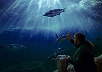 King Ping [Blu-ray], 3