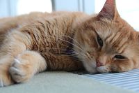 Bob und wie er die Welt sieht, 1