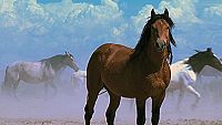 Wild Mustang [DVD], 5