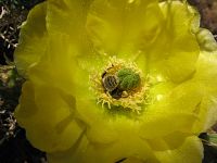 More than honey [Blu-ray], 6