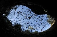 Megaschwärme - Die Macht der Masse [Blu-ray], 3