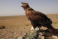 Wilder Iran  [DVD], 6