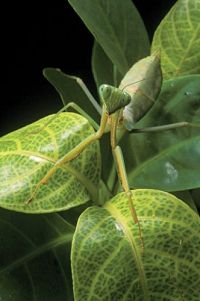 Bugs! - Abenteuer Regenwald [Blu-ray 3D], 4