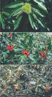 Welcher Baum ist das?, 4