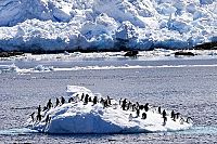 Antarctica - An Adventure Of Different Nature IMAX [Blu-ray], 4