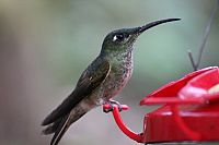 Faszination Amazonas - Südamerika [Blu-ray], 5